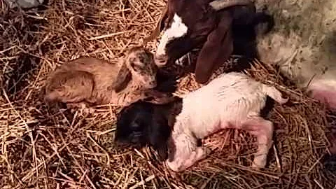 Shirley, Opie & Ellie goats