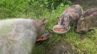 【BGM付き】こちらの腹ペコの4匹の野良猫もご飯を食べる　Four hungry stray cats here also eat food