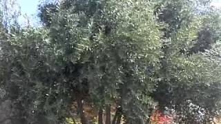 Olea europaea 'Swan Hill' - Swan Hill Olive