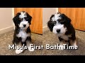 Mini Bernedoodle Puppy's First Bath Time