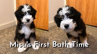 Mini Bernedoodle Puppy's First Bath Time