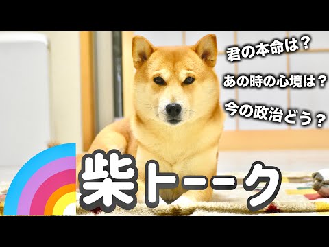 ついに明かされる真実！柴犬こむぎの本命は誰だ！？皆様からの質問にお答えいたします！！