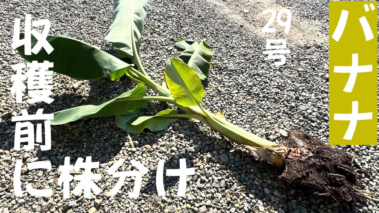 早期開花!270㎝準親株◆TV絶賛、高糖度 バナナ◆ドワーフナムワ・ヌアンジュン 早期開花!270㎝準親株◇TV絶賛、高糖度 バナナ◇ドワーフ