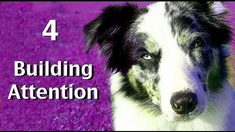 Building Attention - game 4- clicker dog training