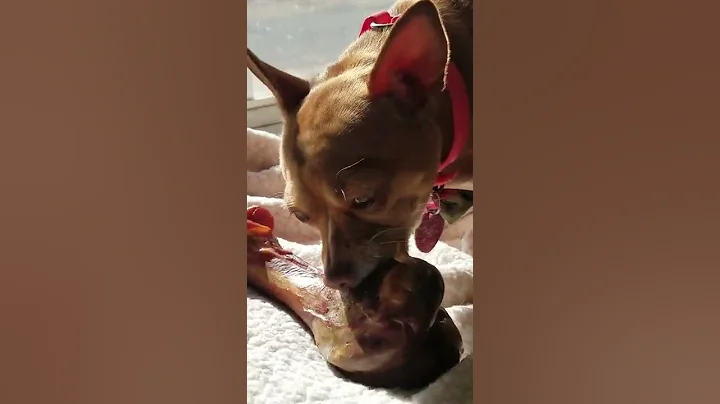 A little Dog deserves a big bone too!!