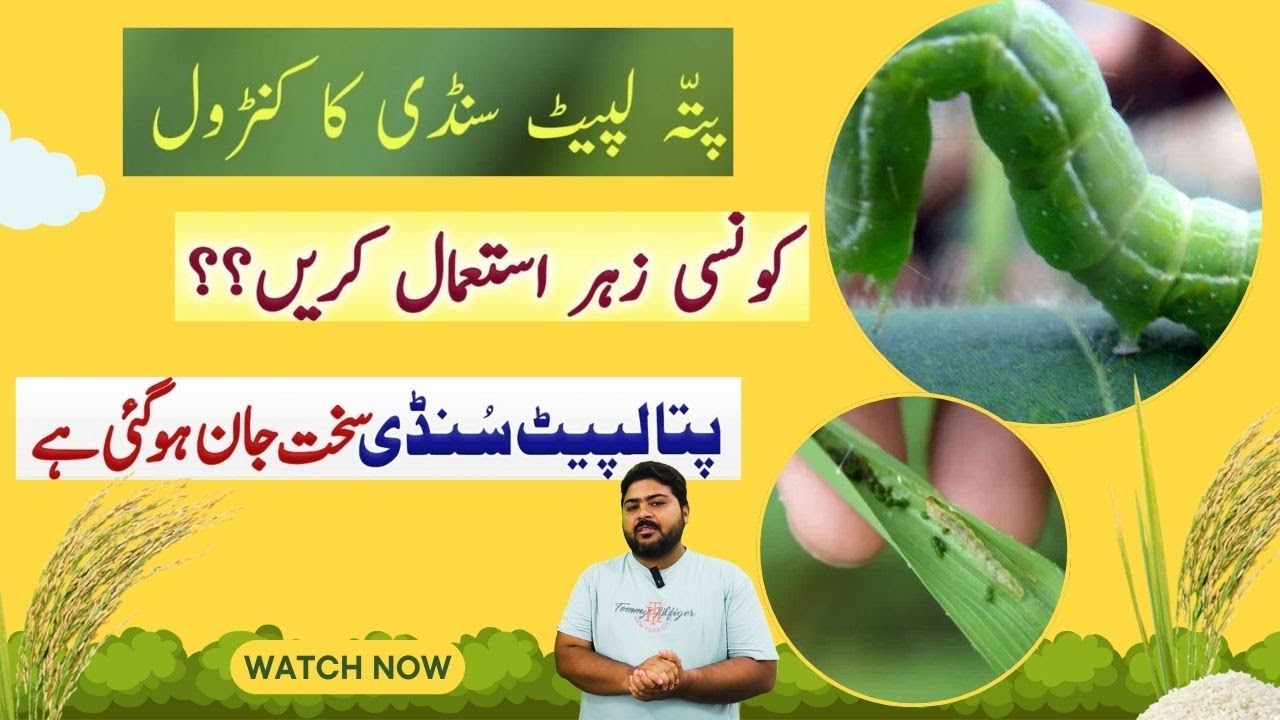 Dhan me patta lapet tana chedak control | How To Control Rice Leaf Folder  | دھان میں پتا لپیٹ
