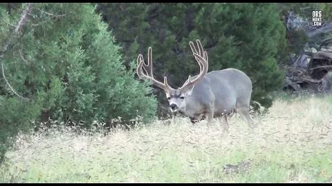 Archery Mule Deer *2012 No Excuses #1