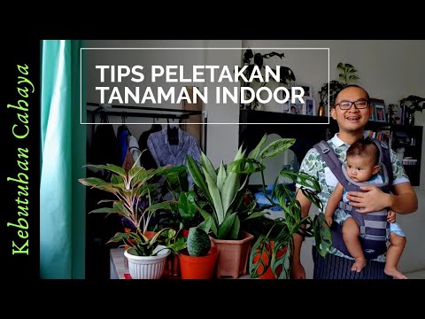 Video: Pencahayaan Tanaman Dalam Ruangan, Tanaman Yang Menyukai Cahaya Dan Tanaman Yang Tahan Naungan, Tanaman Naungan Parsial, Alfabet Taman Rumah - 1