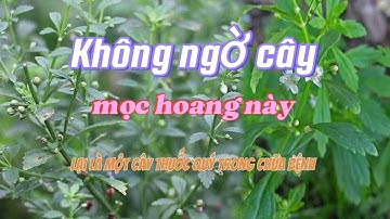 Không ngờ cây mọc hoang ngoài đường lại là cây thuốc quý trong chữa bệnh