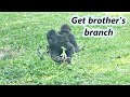 Little gorilla brothers&#39; cute interaction. / Jabali &amp; Ringo /  小大猩猩兄弟的可愛互動