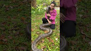 They say anacondas eat people (is this true?) #AmazingThailand #MysteriousBowling Full clip, clic...