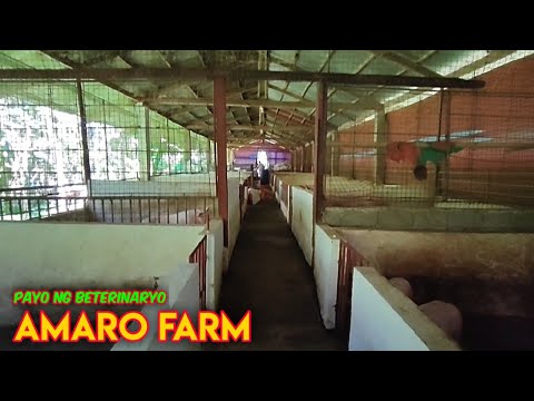 Repopulation: Muling Pagbisita sa Amaro Farm