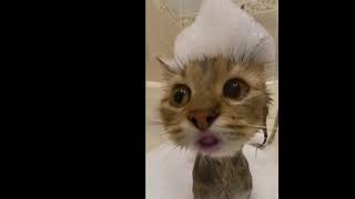 Kedi Edit Şfet Şfetbüyüsü Şfethilesibuldumnaberyoutube