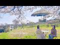 桜 / 河口恭吾 〜桜の木の下で〜 -Mebius Cover Songs-