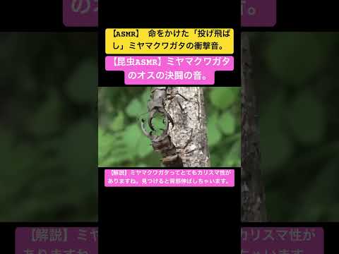 【昆虫ASMR】ミヤマクワガタのオスの決闘の音。 #nature #cat #4k #insects #昆虫図鑑 #昆虫観察 #昆虫撮影 #昆虫採集 #stagbeetle #fighting
