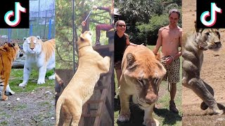 400kg Katzen, Schwarze Tiger &amp; Superlöwen in Afrika