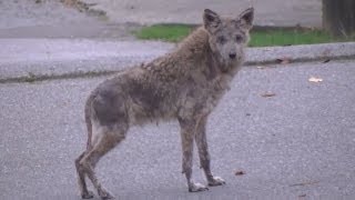 Monsterish Looking Coyote In The City