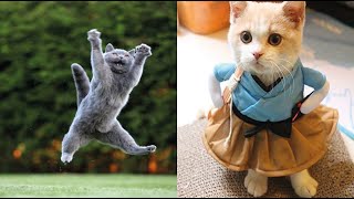 Funniest Cats Reactions  Daily Pets In Funny Situations  - cute cats 2022  DOW CATS