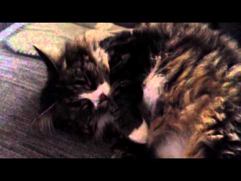 Video: Hvordan En Katt Sover