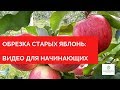 Обрезка старых яблонь видео для начинающих