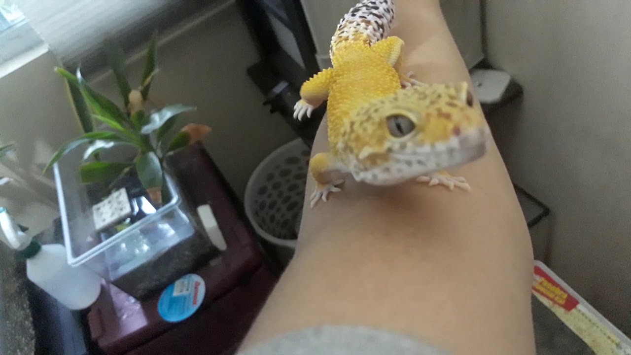Super hypo tangerine leopard gecko