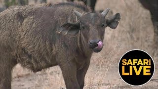 safariLIVE - Sunrise Safari - August 09, 2019