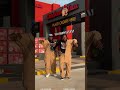 Khaid Ft Boyspyce - Carry Me Go Official Dance Video By Calvinperbi & Theboyperbi