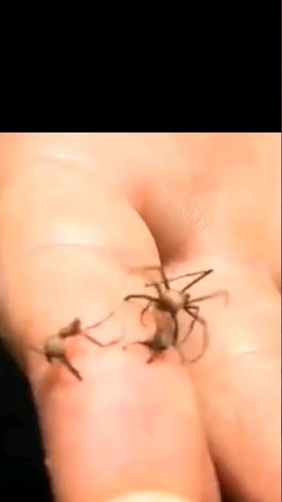 Army Ants Heal Wounds