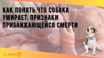 Как понять что собака умирает: признаки приближающейся смерти