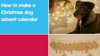 How to make a Christmas dog advent calendar | Blue Cross