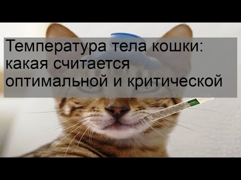 Температура тела кошки: какая считается оптимальной и критической