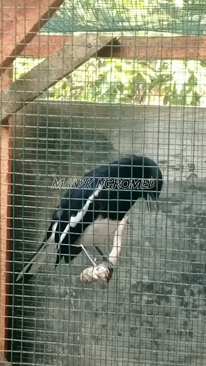 kacer ngriwik pancingan kacer