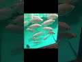 How much useful "doc T" #archerfish medicine for fungus #facts #aquariumfish
