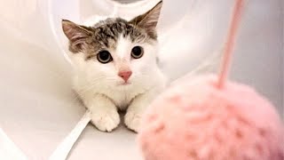 A Rescued Kitten's First Day in New Home by Kuku's Diary 440 views 2 years ago 5 minutes, 2 seconds