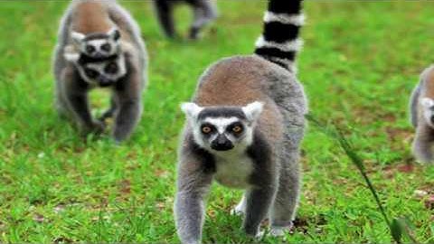 Michael Platt, "The Evolution of Visual Decision Making in Primates"