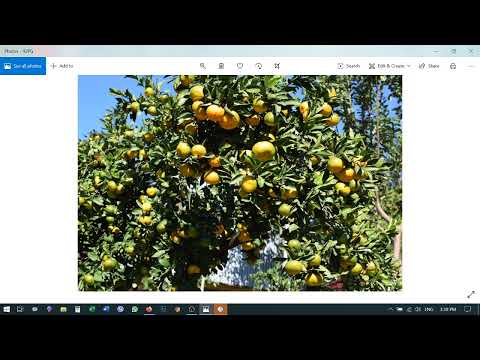 ციტრუსის მავნებელ-დააავადებებთან ბრძოლის და გამოკვების ზოგადი სქემა 100 ლ. წყალზე