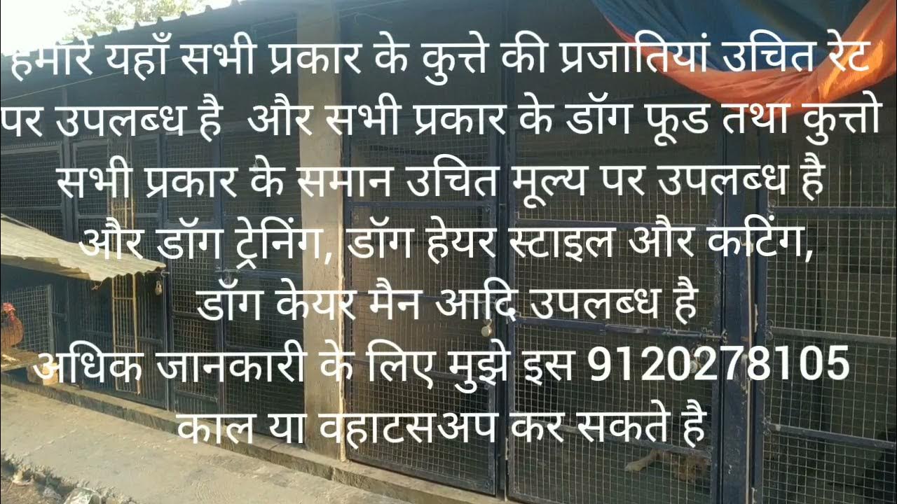 Lucknow dog kennel luchy and julliii YouTube