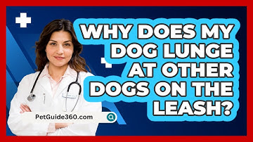 Why Does My Dog Lunge At Other Dogs On The Leash? - PetGuide360.com