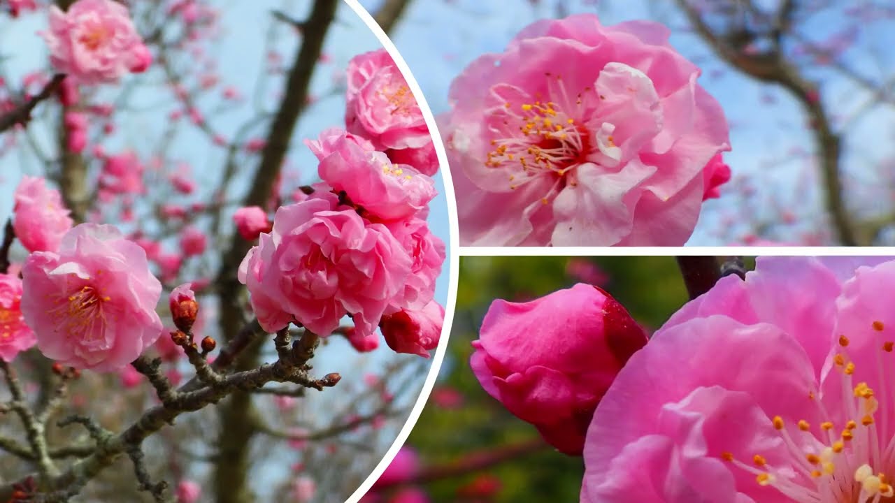 2026-02-27 小田原フラワーガーデン・梅まつり