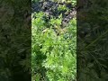 #芫荽,学名Coriandrum sativum,别名香菜。属伞形科芫荽属,西汉张骞从西域带回,故名“胡荽”。叶羽状分裂,花白色,双悬果球形。全草入药,被《本草纲目》等收录。 #植物科普