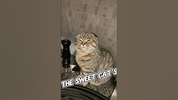 Cat crying because onions were cut 🤣 (via buddyfoldspaypurr)