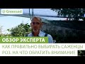 Как правильно выбирать саженцы роз. На что обратить внимание при покупке