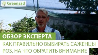 видео Как сохранить розы в вазе дольше.