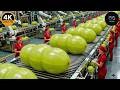 Inside an Automated Amla Factory – From Fruit Sorting to Premium Juice (Full Process)