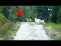 A Wolf Against Three Sheep  Animal Incidents That Got Caught On Camera