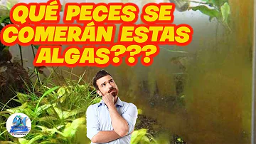 ¿Qué se come las algas pardas en el acuario?