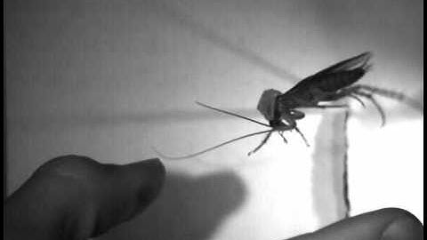 Cockroach Jumping In Slow Motion