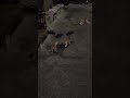 Baby Cats - Cute Cat Funny videos Short video Real Cat Funny video #aww #animals #cutekitty