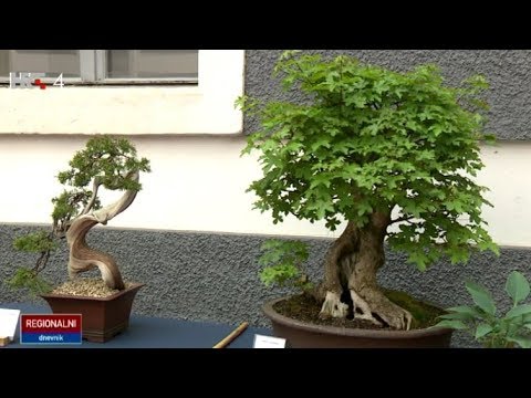 Video: Kako razgranati bonsai?