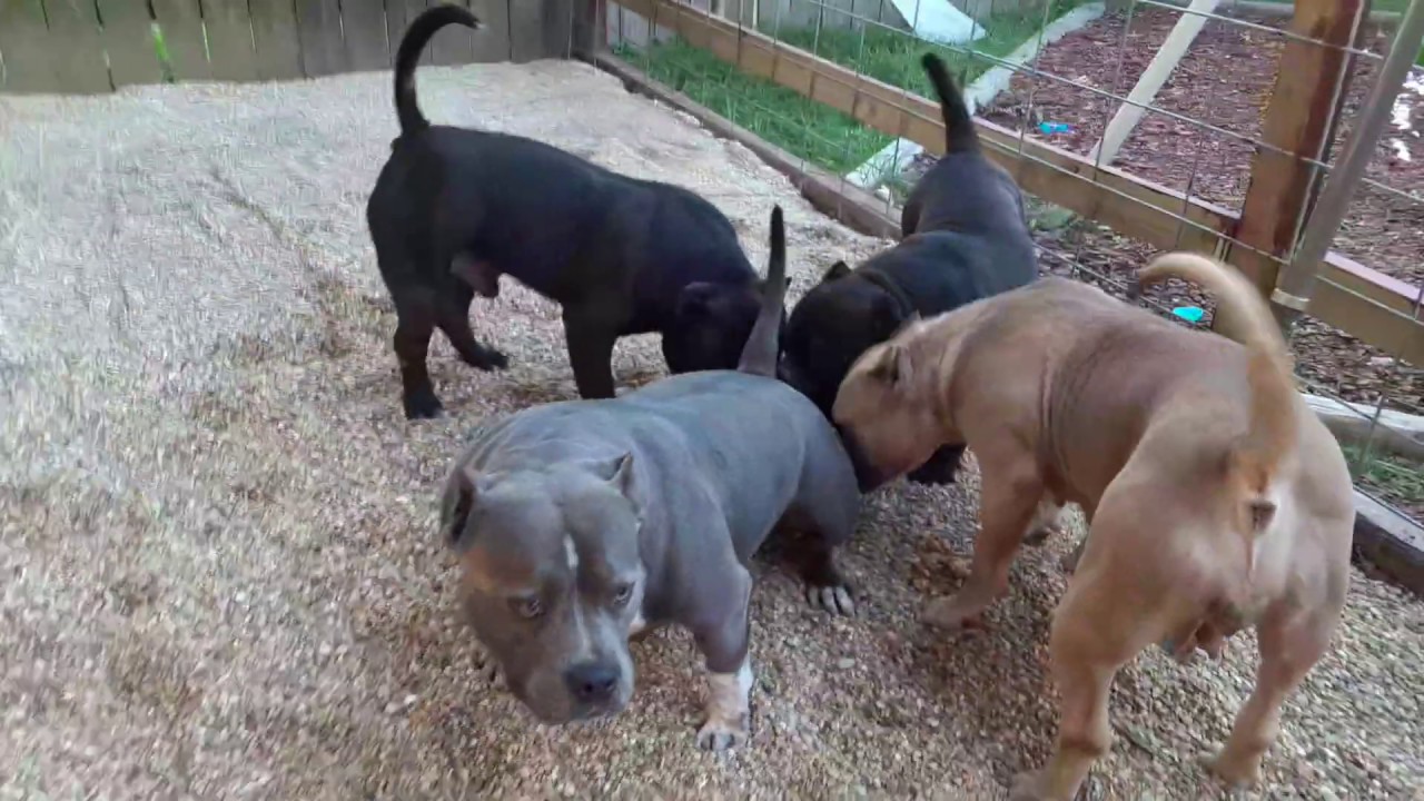 We added pea gravel to the yard to keep our American Bullies clean. NO ...